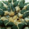 Ariocarpus _kotschoubeyanus _05